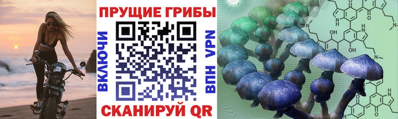 Купить где  Калач-на-Дону  Галлюциногенные грибы Cubensis 